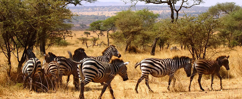 11 DAYS KENYA AND TANZANIA BIG FIVE AND WILDERNESS BUDGET SAFARI. (with AN extra full day at serengeti n.p)