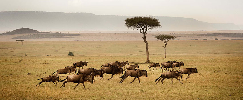 03 DAYS SERENGETI AND NGORONGORO CRATER WILDLIFE BUDGET SAFARI. (with an extra full day at Serengeti N.P)