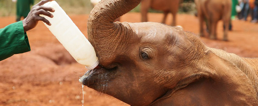 David Sheldrick Elephant Orphanage & The Giraffe Center Nairobi