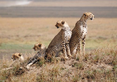 Kenya & Tanzania Safaris