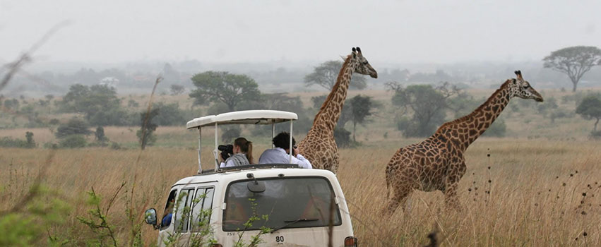 Nairobi National Park Day Trip