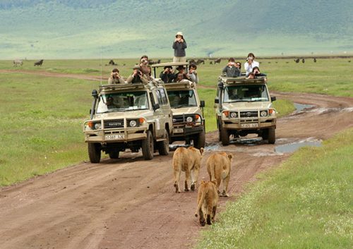 Tanzania Safaris