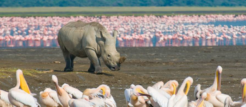 06 DAYS MASAI MARA NAKURU AMBOSELI BIG FIVE BUDGET SAFARI