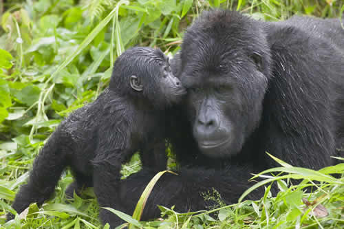 4-day-gorilla-trekking-uganda