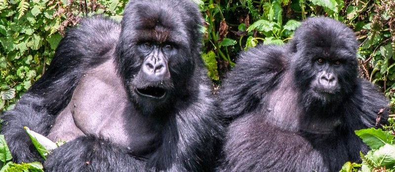 5 DAYS UGANDA CHIMPANZEE SAFARIS