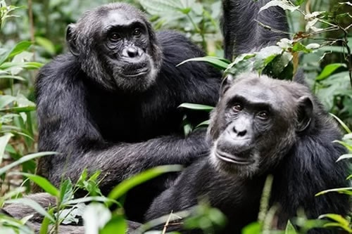 5-days-chimpanzee-uganda