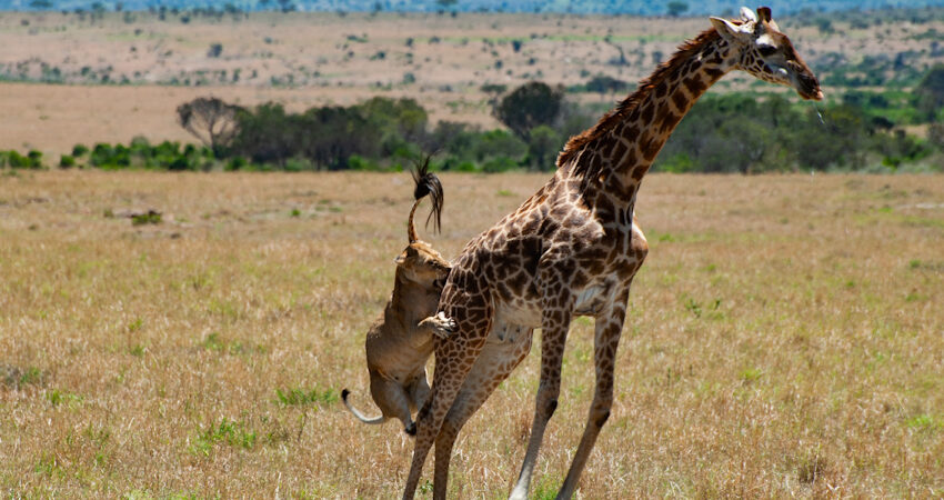 Kenya & Tanzania Safaris