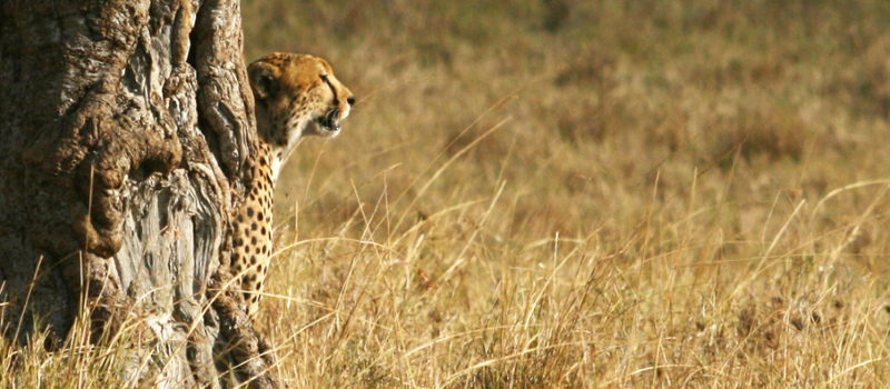 13 DAYS KENYA AND TANZANIA WILDLIFE BUDGET SAFARI